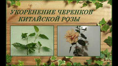 Укоренение черенков китайской розы - YouTube