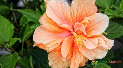 Домашняя китайская роза (гибискус): черенкование, посадка и уход - полезные  статьи о садоводстве от Agro-Market