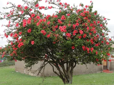 Гибискус китайская роза дерево - 65 фото