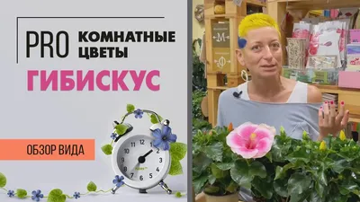 Гибискус комнатный или Китайская роза | Правильный уход за гибискусом.  Растение для южного окна. - YouTube