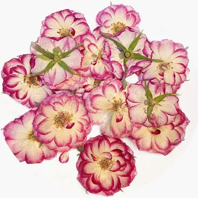 Двухцветный цветок розы для украшения открыток, искусство цветов пресса,  бесплатная доставка, 1000 шт. | AliExpress
