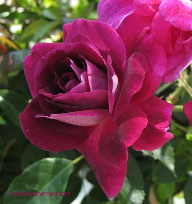 Розовый или фиолетовый цветок роза шарона, изолированные на белом фоне.  гибискус сирийский l. | Премиум Фото