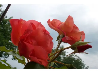 Суданская роза каркаде - 75 фото