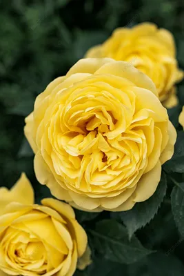 Большая жёлтая цветочная китайская роза Стоковое Фото - изображение  насчитывающей цветок, поднял: 165837180