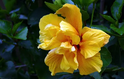 Китайская золотая роза или жёлтый шиповник | Из Тюмени с любовью! | Дзен