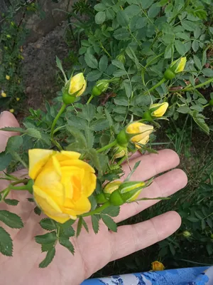 Кустовые розы желтого цвета - 72 фото