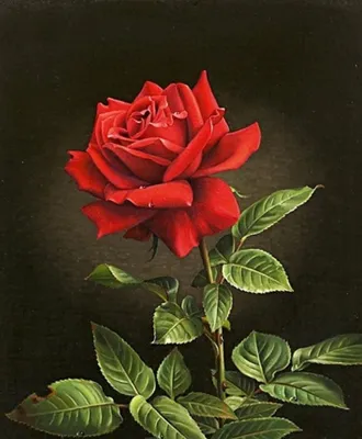 Китайская роза купить на Зозу.ру