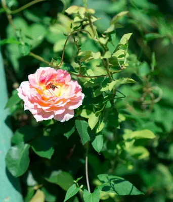 Гибискус Китайская роза (А)