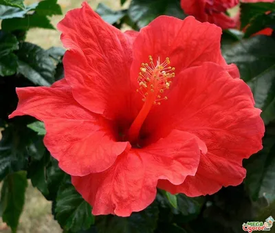 китайская роза, гибискус двойной, роза синенсис, обувной цветок, цветок,  красный, Флора, Карнатака, Индия | Pikist