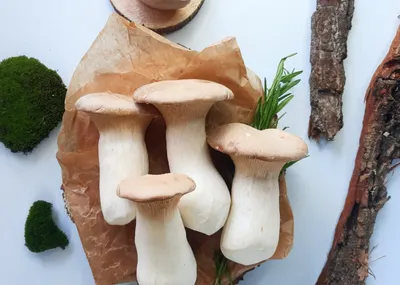 ТОП-3 вкусных грибов, о которых вы могли не знать
