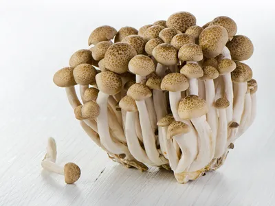 Азиатские грибы | Пикабу