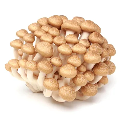 Китайские грибы сушеные - шиитаке, 1 кг (id 111403720), купить в  Казахстане, цена на Satu.kz