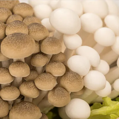 китайские грибы стоковое изображение. изображение насчитывающей китайско -  17810847