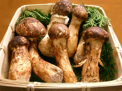 Древесные грибы 🍄 шиитаке считаются самыми выращиваемыми в мире 🌍. Они  также известны как китайские 🇨🇳 грибы шиитаке, поскольку их родиной… |  Instagram