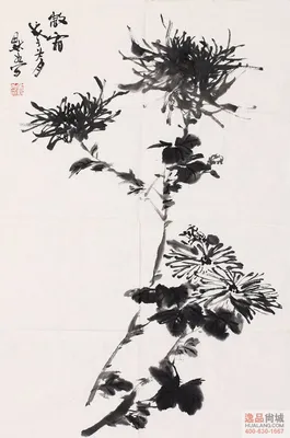 Императорская хризантема 贡菊 Китайский чай 中国茶