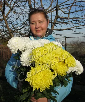 Хризантема (Цзюйхуа)