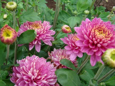 Хризантема садовая - Chrysanthemum. Хризантемы уход, выращивание. Фото  хризантем