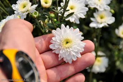 Семена хризантемы китайской астры - Callistephus chinensis - 450 семян -  семена – Garden Seeds Market | Бесплатная доставка
