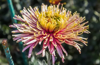 Семена хризантемы китайской астры - Callistephus chinensis - 450 семян -  семена – Garden Seeds Market | Бесплатная доставка