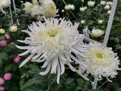 Китайские хризантемы на Flowerbed выпятив. Флористическая фон. Стоковое  Изображение - изображение насчитывающей сад, дубы: 205445341