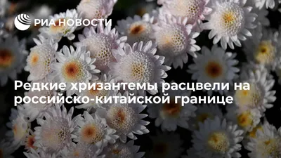 Главный осенний цветок в Японии: хризантемы в японской культуре | Nippon.com