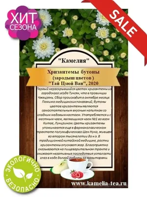 Классификация хризантем с фото и названиями