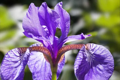 Ирис Белый Китайский Бамбук Iris — стоковые фотографии и другие картинки  2015 - 2015, Без людей, Белый - iStock