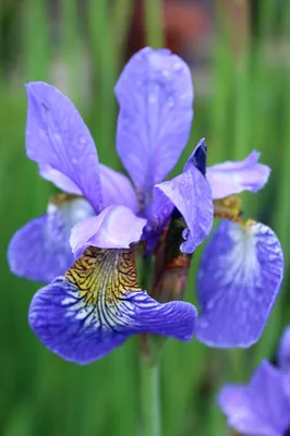 Ирис японский (мечевидный) Iris ensata - купить сорт в питомнике, саженцы в  Санкт-Петербурге