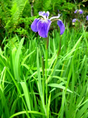 Iris sibirica (Сибирский Ирис) - Bouwmeester Vaste Planten