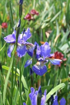 Iris formosana — Википедия