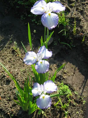 Iris sibirica (Сибирский Ирис) - Bouwmeester Vaste Planten