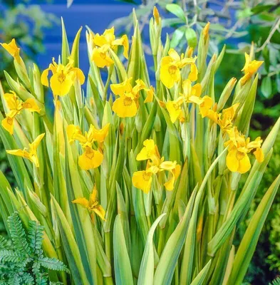 Ирис пестрый ( (Iris versicolor) 390 руб. AGRO4810