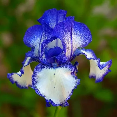 Huge iris hibiscus flower, fusion …» — создано в Шедевруме