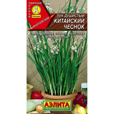 ᐅ Лук Китайский резанец (Allium tuberosum) купить по цене производителя  ✓доставкой почтой в магазине ❀Пролисок❀ Украина - Интернет-магазин  «Пролисок» - садовые растения почтой