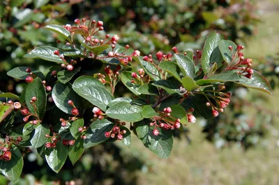 Кизильник блестящий \"Cotoneaster lucidus\" купить по цене 14400 рублей от  питомника саженцев и растений Центросад | Фото и консультация по уходу