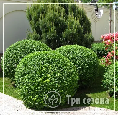 Кизильник блестящий 🌿 по лучшей цене 500 руб. в Москве - купить саженцы  кизильника блестящего в питомнике «Зеленый Рай»