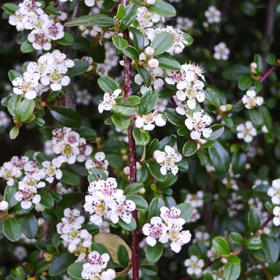 Кизильник блестящий Cotoneaster Lucidus можно купить недорого с доставкой в  питомнике Любвитский