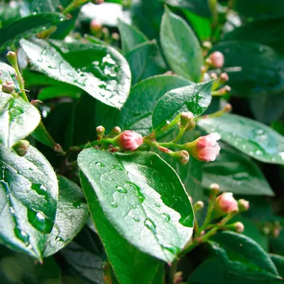 Купить Кизильник блестящий Cotoneaster acutifolius - в питомнике Флорини