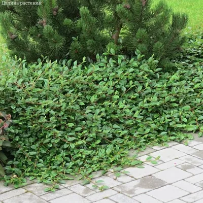 Кизильник гибридный Корал Бьюти Cotoneaster suecicus \"Coral Beauty\" купить  в Москве саженцы из питомника Greenpoint24