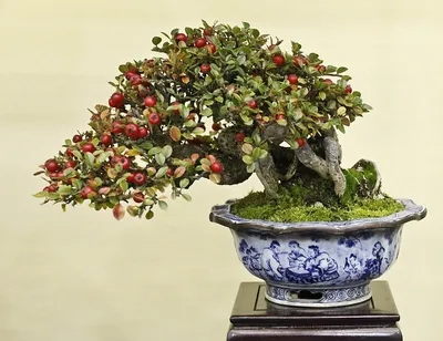 Кизильник блестящий \"Cotoneaster lucidus\" купить по цене 14400 рублей от  питомника саженцев и растений Центросад | Фото и консультация по уходу