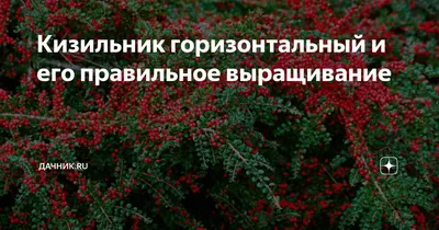 Кизильник, Cotoneaster, кизильник прижатый, кизильник горизонтальный,  кизильник спиральный, кизильник Даммера, кизильник нан-шан, кизильник  крошечный, кизильник распростертый, кизильник лежачий, кизильник  иволистный, кизильник гибридный, кизильник ...