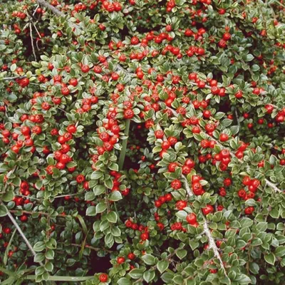 Кизильник блестящий \"Cotoneaster\"