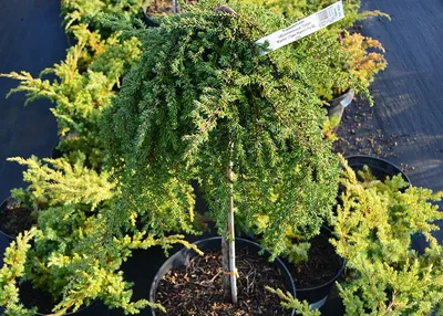 Кизильник горизонтальный (Cotoneaster horizontalis) (штамб 80-100 см) С15 —  Питомник Летний сад