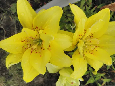 Лилия царственная (Lilium regale) - PictureThis