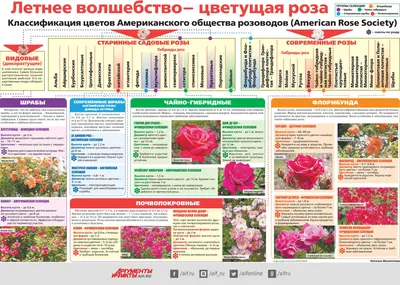 Классификация роз | Розы, Растения, Классификация роз