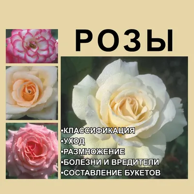 Современная классификация роз и известные оригинаторы роз | Южный сад Ирины  Сотниковой | Дзен