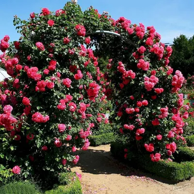 Розы, практическая классификация для садоводов | EXOTIC PLANT Редкие  коллекционные растения