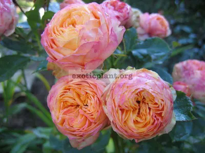 Классификация роз(фото) : любознательному дачнику на заметку | Антонов сад  - дача и огород | Дзен