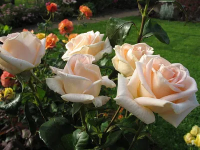7 роз Эквадор в оформлении