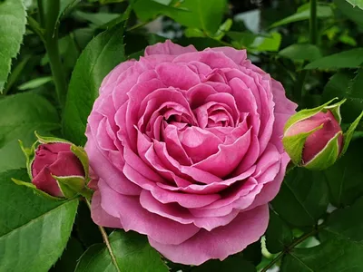 7 роз Эквадор в оформлении
